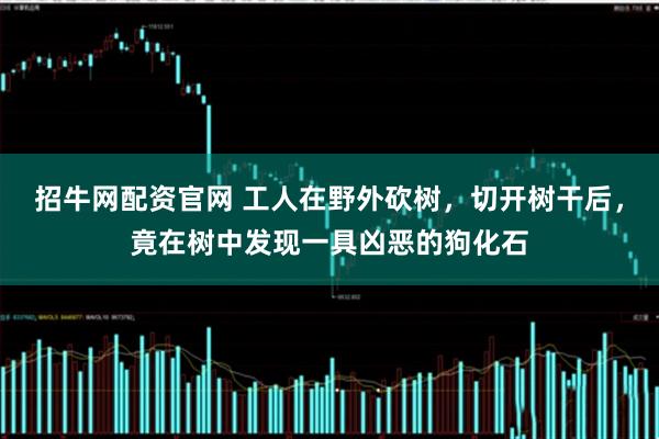 招牛网配资官网 工人在野外砍树，切开树干后，竟在树中发现一具凶恶的狗化石